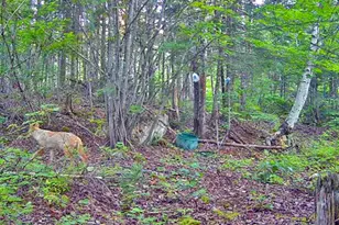 390 Foster Rd, Littleton, ME 04730 - Photo 18