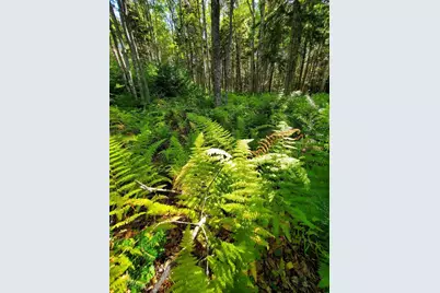 0 Reach and Folly Roads, Brooklin, ME 04616 - Photo 24