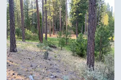 235 Black Bear Trail, Clio, CA 96103 - Photo 1