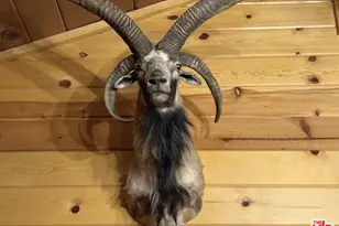 747 Pine Ln, Sugarloaf, CA 92386 - Photo 12