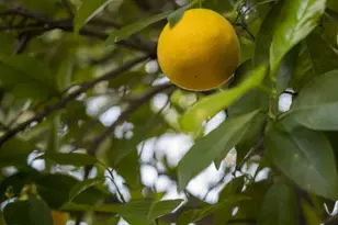 14644 Vose St, Van Nuys, CA 91405 - Photo 44