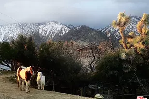 29243 Piani Rd, Pearblossom, CA 93553 - Photo 58