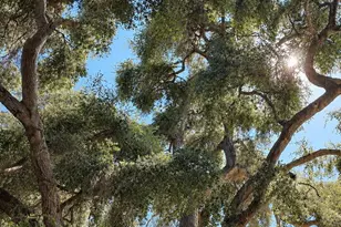 1446 Old Topanga Canyon Rd, Topanga, CA 90290 - Photo 6
