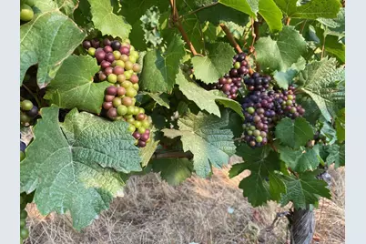 7820 SE Amity Road, Amity, OR 97101 - Photo 6