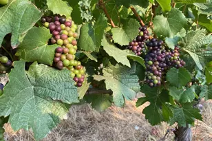 7820 SE Amity Rd, Amity, OR 97101 - Photo 6