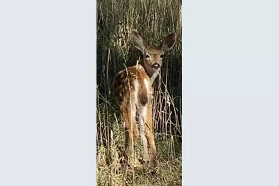 7813 Upper Applegate Road, Jacksonville, OR 97530 - Photo 10