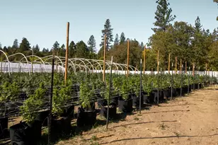 1801 Davis Creek Rd, Selma, OR 97538 - Photo 4