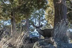 3282 NW Starview Dr, Bend, OR 97703 - Photo 34