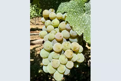 350 Mona Way, Cave Junction, OR 97523 - Photo 28