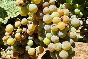 350 Mona Way, Cave Junction, OR 97523 - Photo 30