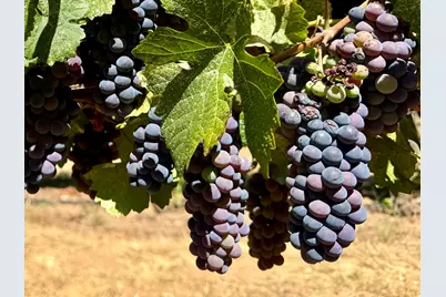 350 Mona Way, Cave Junction, OR 97523 - Photo 2