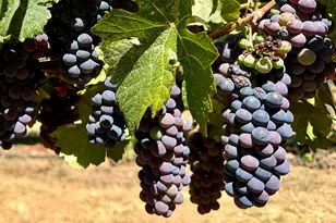 350 Mona Way, Cave Junction, OR 97523 - Photo 2