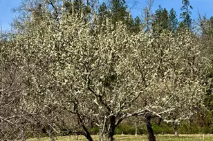 350 Mona Way, Cave Junction, OR 97523 - Photo 24