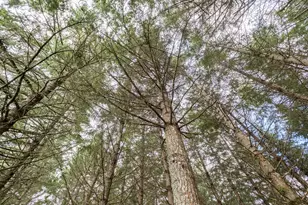 92884 Applegate Trail, Junction City, OR 97448 - Photo 26