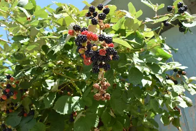 119 Patton Bar Road, Cave Junction, OR 97523 - Photo 26