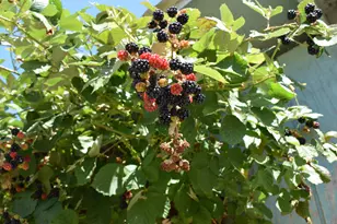 119 Patton Bar Rd, Cave Junction, OR 97523 - Photo 26