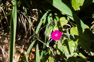 811 NE Clyde Pl, Grants Pass, OR 97526 - Photo 34