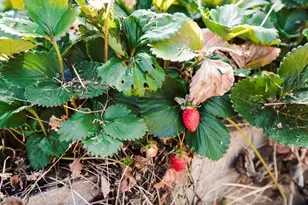 811 NE Clyde Pl, Grants Pass, OR 97526 - Photo 30