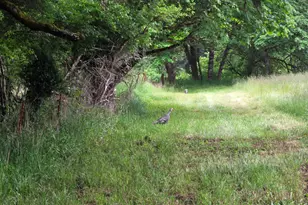 4340 State Hwy 38, Drain, OR 97435 - Photo 52