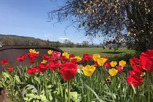 377 Pelton Ln, Gold Hill, OR 97525 - Photo 2