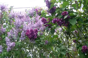 2615 SW 21st St, Redmond, OR 97756 - Photo 28