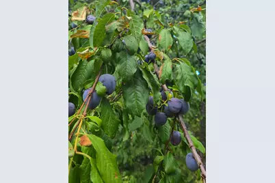 206 Lower Wolf Creek Road, Wolf Creek, OR 97497 - Photo 16