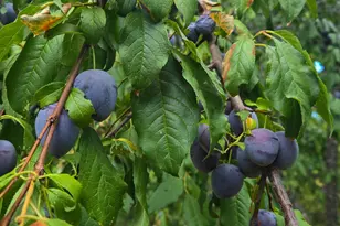 206 Lower Wolf Creek Rd, Wolf Creek, OR 97497 - Photo 16