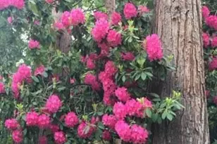 355 Granite St, Ashland, OR 97520 - Photo 48