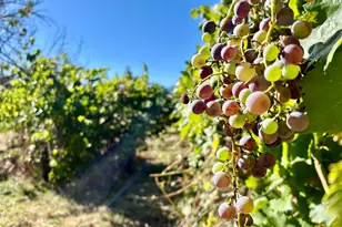 2864 Griffin Creek Rd, Medford, OR 97501 - Photo 4