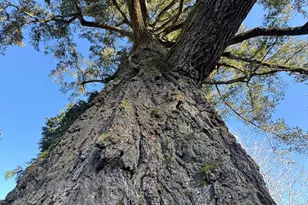 111 Cedar St, Rogue River, OR 97537 - Photo 88