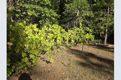 290 Crest Drive, Cave Junction, OR 97523 - Photo 8