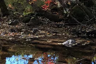 52 Dodes Creek Rd, Trail, OR 97541 - Photo 78