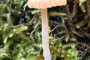 52 Dodes Creek Rd, Trail, OR 97541 - Photo 96