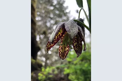 52 Dodes Creek Road, Trail, OR 97541 - Photo 92