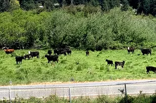 34944 Ophir Rd, Gold Beach, OR 97444 - Photo 10