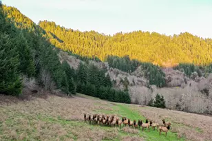 27277 Lower Smith River Rd, Reedsport, OR 97467 - Photo 62