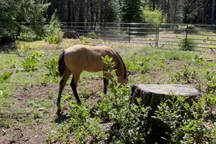 27233 Rocky Point Rd, Klamath Falls, OR 97601 - Photo 34