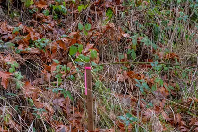 38353 SW Laurelwood Road, Gaston, OR 97119 - Photo 10
