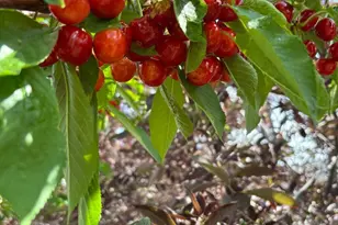 1552 NE Deedie Ct, Prineville, OR 97754 - Photo 30