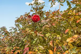 270 Morton St, Ashland, OR 97520 - Photo 56