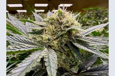 [Address not provided], Selma, OR 97538 - Photo 16