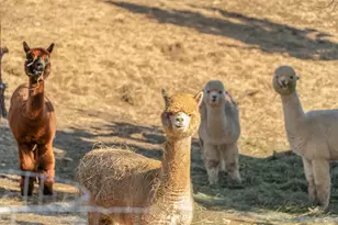 5582 N Mckay Rd, Prineville, OR 97754 - Photo 48