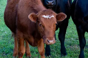 66505 Gerking Market Rd, Bend, OR 97703 - Photo 62