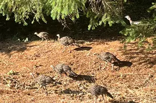 530 Ingalls Ln, Wilderville, OR 97543 - Photo 44