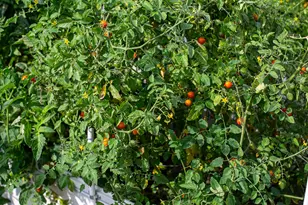 11173 S W Yates Ct, Powell Butte, OR 97753 - Photo 32