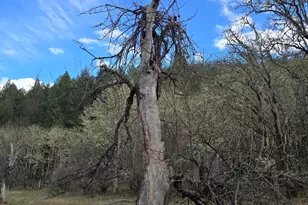 5000 Thompson Creek Rd, Applegate, OR 97530 - Photo 26