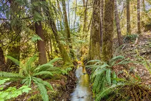 437 Little Gray Back Rd, Cave Junction, OR 97523 - Photo 20