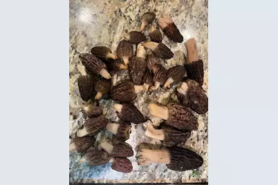 18781 E Evans Creek Road, Rogue River, OR 97537 - Photo 92