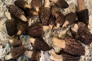 18781 E Evans Creek Rd, Rogue River, OR 97537 - Photo 92