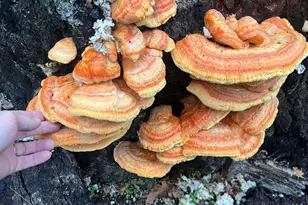 18781 E Evans Creek Rd, Rogue River, OR 97537 - Photo 90